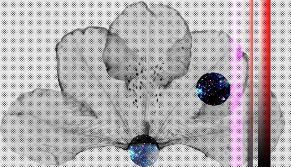 flower background.jpg